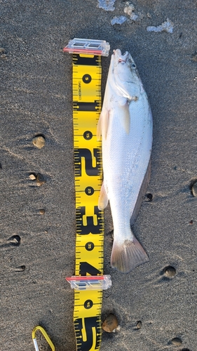 ニベの釣果