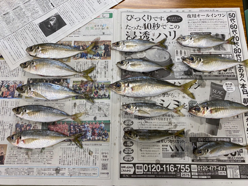 アジの釣果