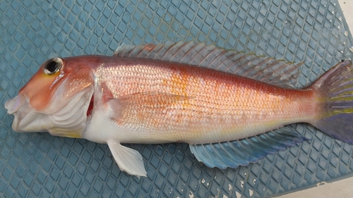 アマダイの釣果