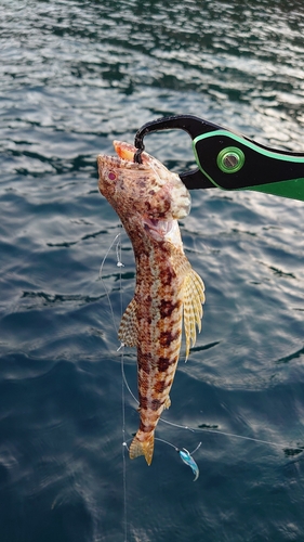 アカエソの釣果