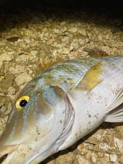 タマンの釣果