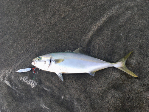 イナダの釣果