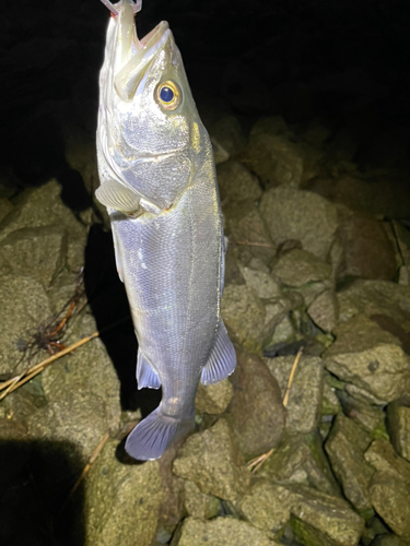 スズキの釣果