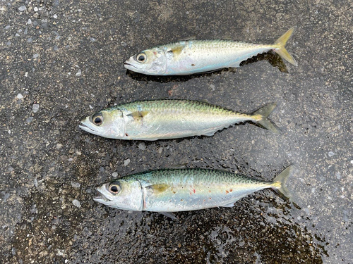 サバの釣果