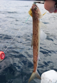 マエソの釣果