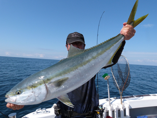 ブリの釣果