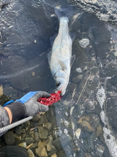 ヒラスズキの釣果