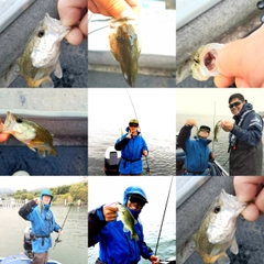 ブラックバスの釣果