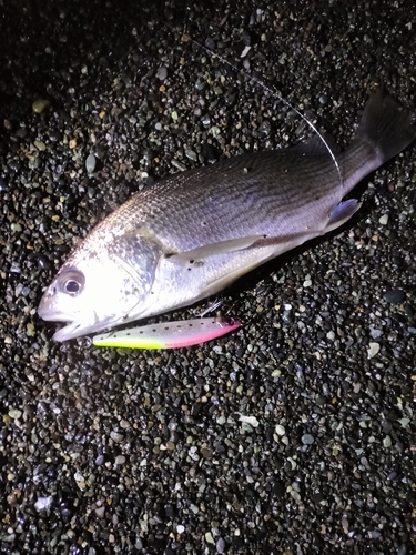 イシモチの釣果