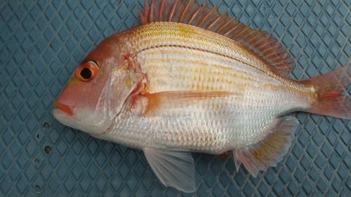 レンコダイの釣果