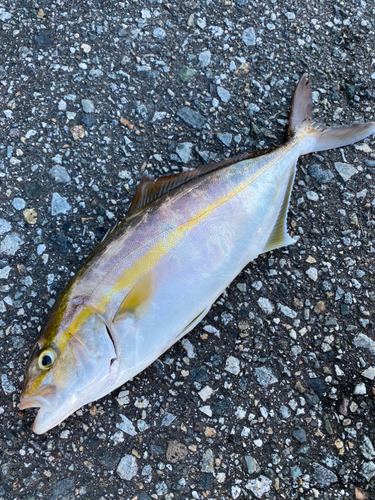 カンパチの釣果