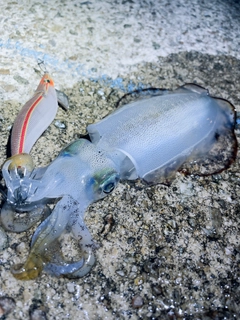 アオリイカの釣果