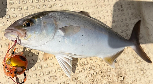 ショゴの釣果