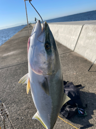 ハマチの釣果