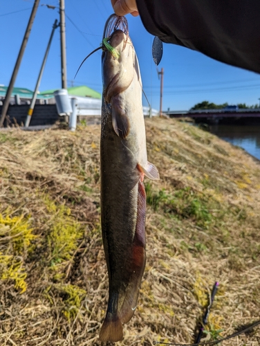 ナマズの釣果