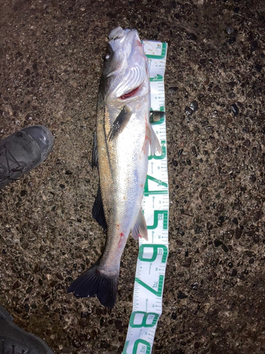 シーバスの釣果