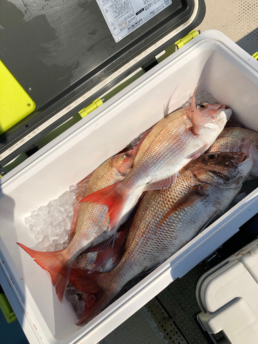 マダイの釣果