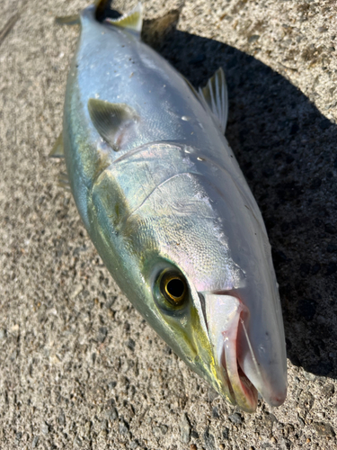 メジロの釣果