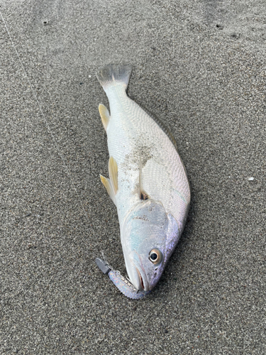 ニベの釣果