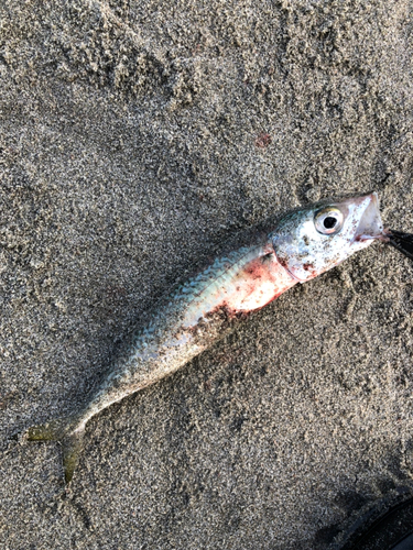 サバの釣果