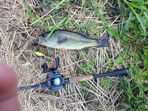 ブラックバスの釣果