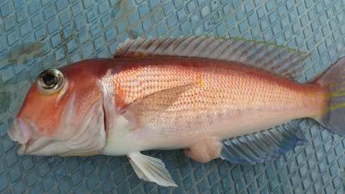 アマダイの釣果