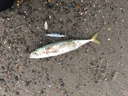 サバの釣果