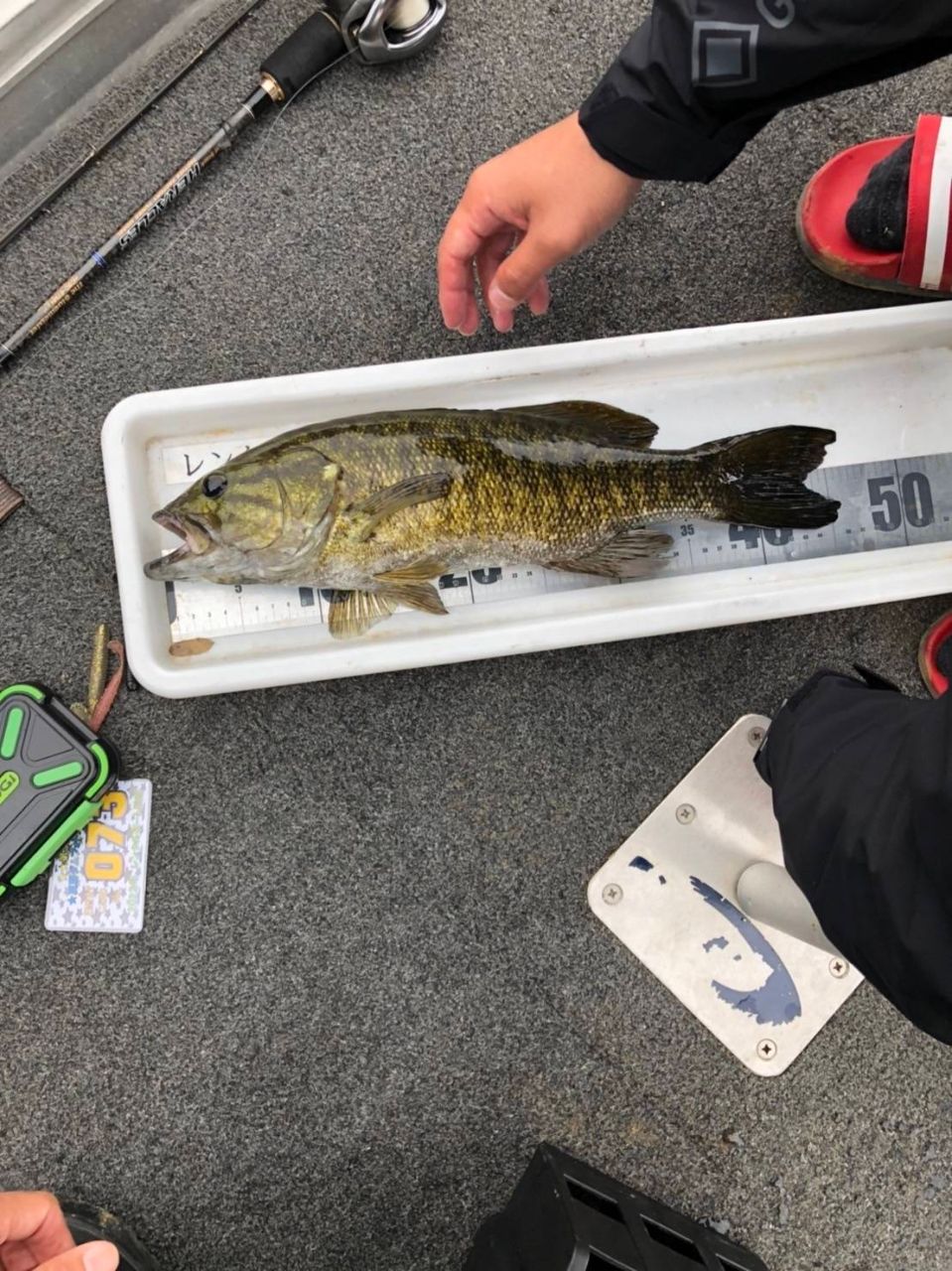 スモールマウスバス