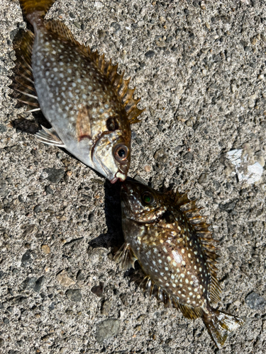 アイゴの釣果