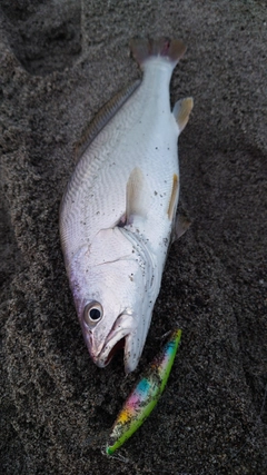 ニベの釣果