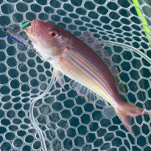 イトヨリダイの釣果