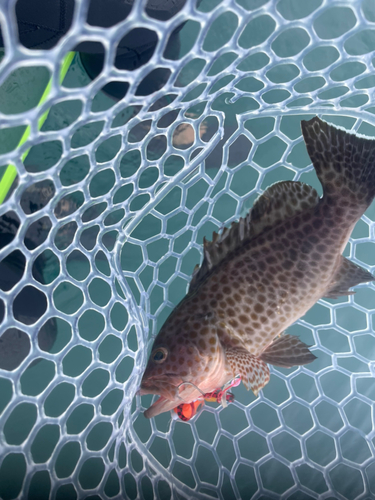 オオモンハタの釣果