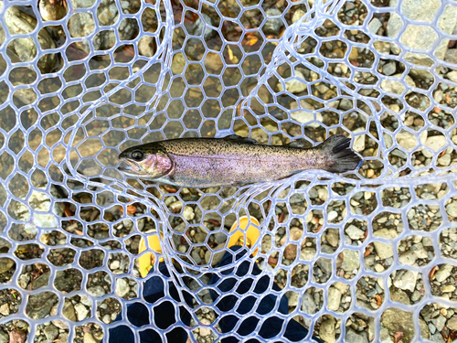 ニジマスの釣果