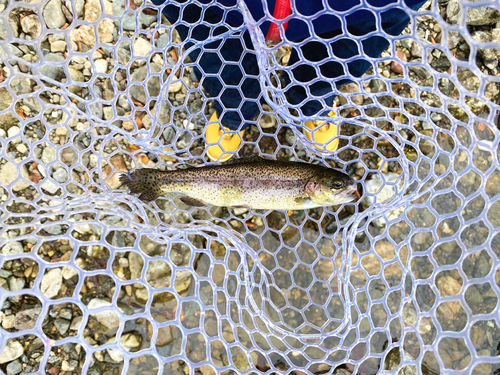 ニジマスの釣果