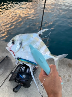 イトヒキアジの釣果