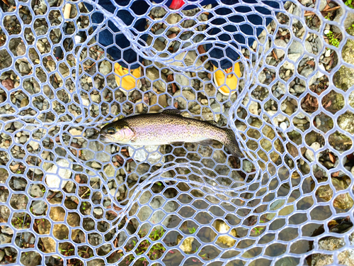 ニジマスの釣果