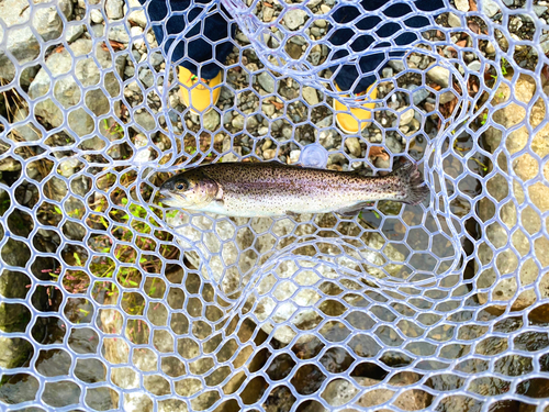 ニジマスの釣果