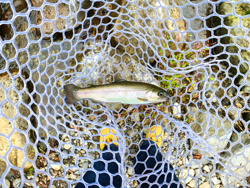 ニジマスの釣果