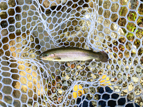 ニジマスの釣果