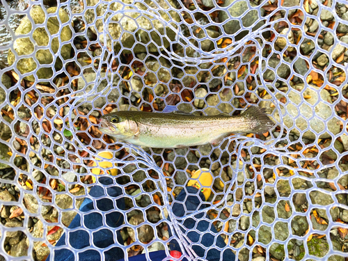 ニジマスの釣果