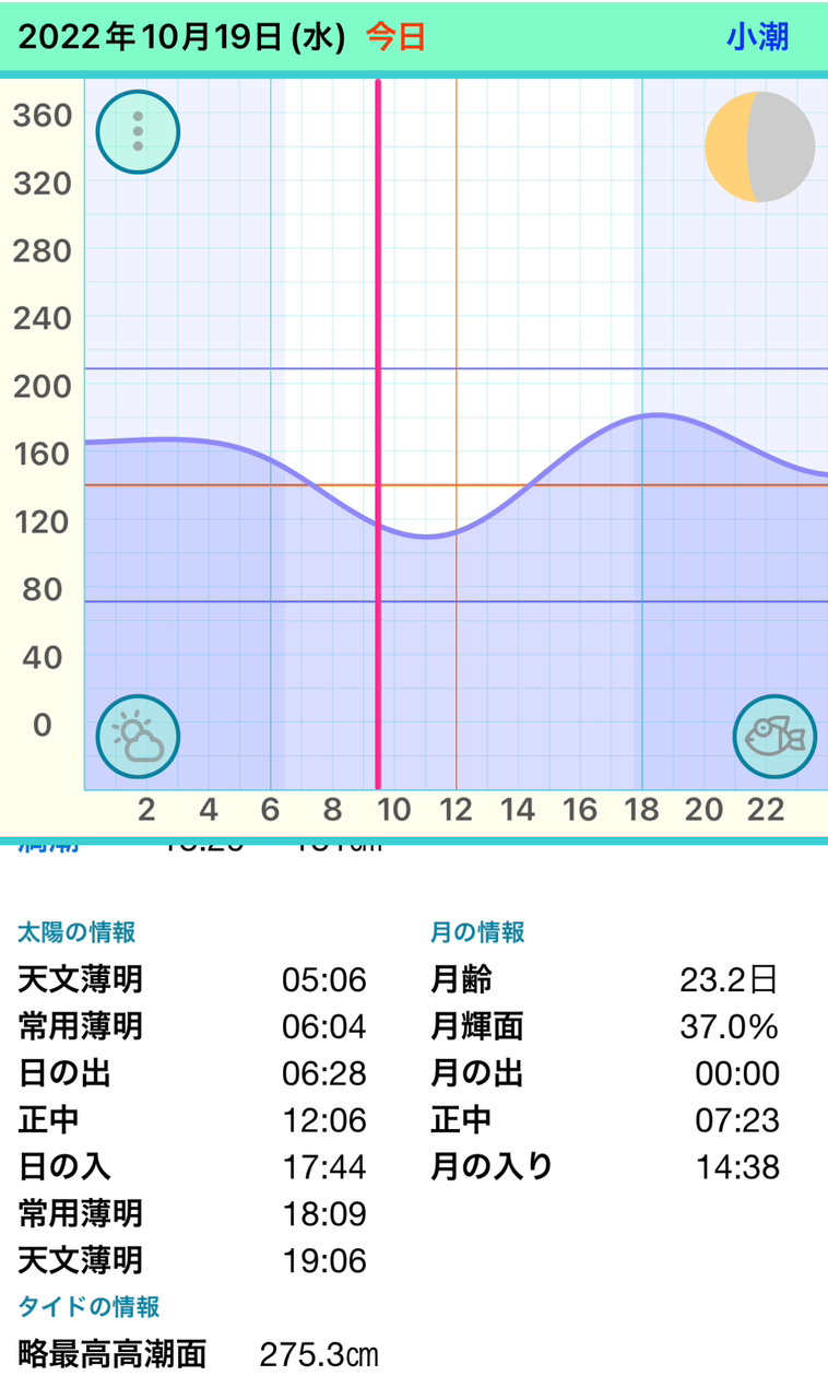 アオリイカ