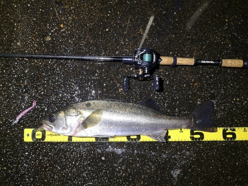 シーバスの釣果