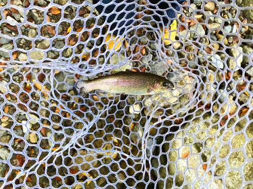 ニジマスの釣果