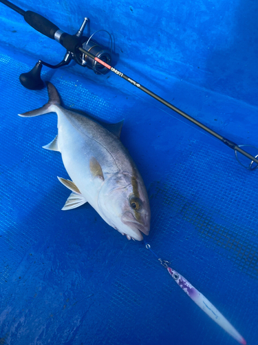 ショゴの釣果