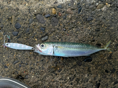 サバの釣果