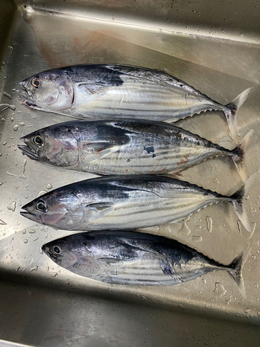 カツオの釣果