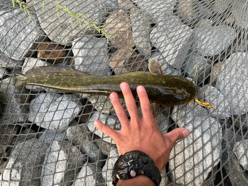 ナマズの釣果