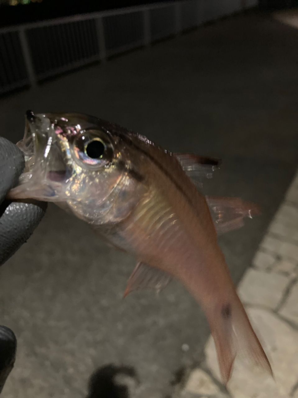 カサゴ