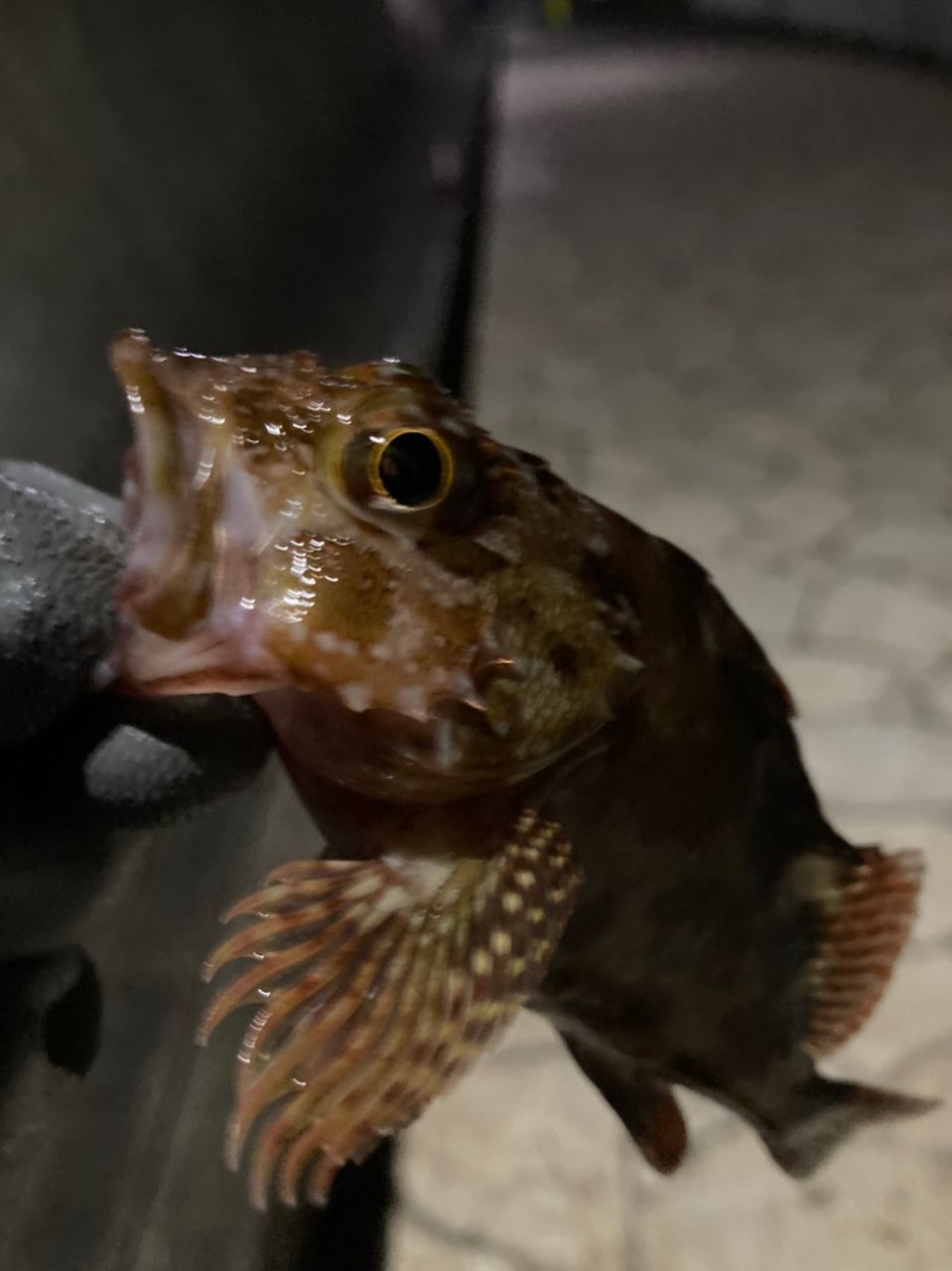 カサゴ