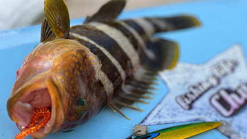 アオハタの釣果